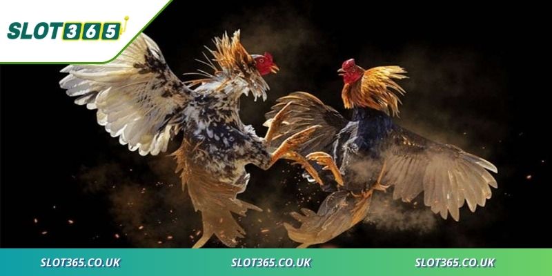 Sức cuốn hút từ trò chơi ĐÁ GÀ qua nhiều thời kỳ