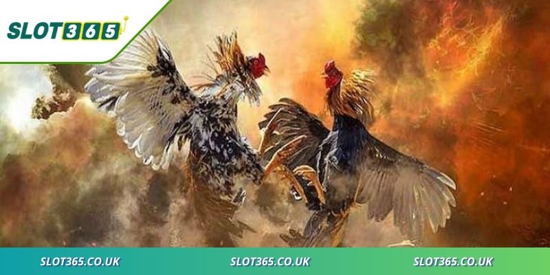 Trải nghiệm chân thực khi tham gia đá gà qua màn hình