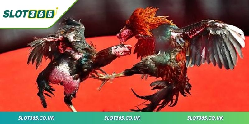 Trải nghiệm sảnh thi đấu hấp dẫn bậc nhất với chất lượng hàng đầu